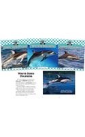 Dolphins Set 1 (Set)