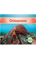 Octopuses