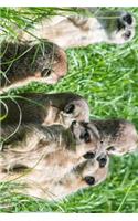 Meerkat Family in the Grass Journal