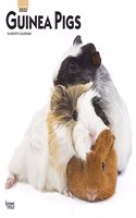 Guinea Pigs 2022 Square