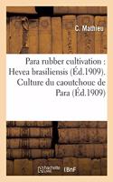 Culture du caoutchouc de Para