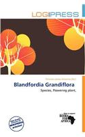 Blandfordia Grandiflora: (English)