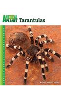 Tarantulas