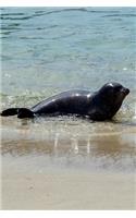 Black Seal on the Beach Journal