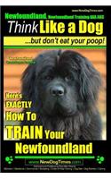 Newfoundland, Newfoundland Training AAA AKC