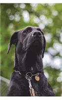 The Great Dane Looks Up Dog Journal: 150 page lined notebook/diary