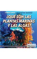 ¿Qué Son Las Plantas Marinas Y Las Algas? (What Are Sea Plants and Algae?)