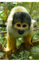 Curious Squirrel Monkey Journal: 150 page lined notebook/diary