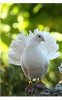 White Dove Bird of Peace Journal: 150 Page Lined Notebook/Diary