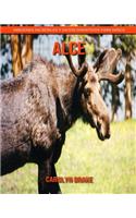 Alce