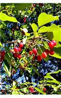 2019 Daily Planner Bright Red Berries Fall Branches 384 Pages