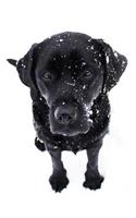 Black Labrador Puppy Notebook: Dog Wisdom Quotes(1 Snow Dog Journal 8.5x11)