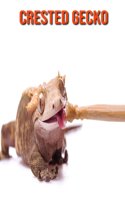 Crested Gecko