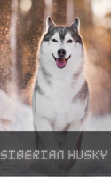 Siberian Husky