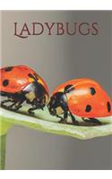 Ladybugs