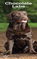 CHOCOLATE LABRADORS 2020 SLIM CALENDAR