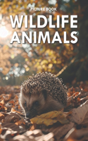 Wildlife Animals