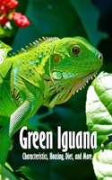 Green Iguana