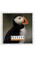 Puffins