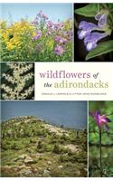 Wildflowers of the Adirondacks