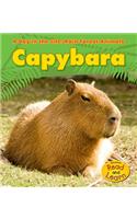 Capybara: (Day in the Life: Rain Forest Animals)