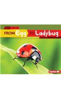 From Egg to Ladybug: (Start to Finish, Second Series)