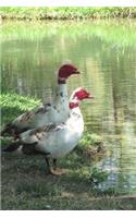 Two Muscovy Ducks by the Pond Water Fowl Journal: 150 Page Lined Notebook/Diary
