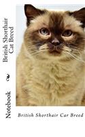 British Shorthair Cat Breed