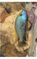 Nimbochromis Venustus Hap African Cichlid Journal