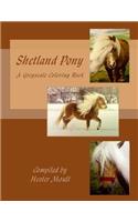 Shetland Pony
