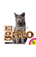 Gato