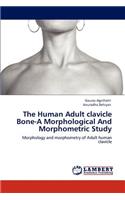 Human Adult clavicle Bone-A Morphological And Morphometric Study