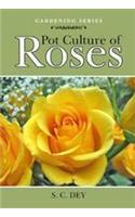 Pot Culture Of Roses