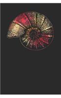 Snail Shell