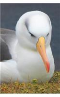 Black-browed Albatross Portrait Journal