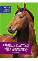 Caballos Cuarto de Milla Americanos