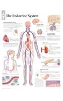 The Endocrine System Chart