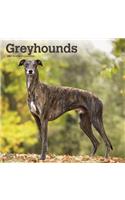Greyhounds 2021 Square