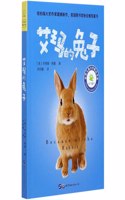 Because of the Rabbit
