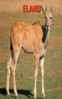 Eland