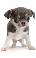 Chihuahua January Notebook & Journal. Productivity Work Planner & Idea Notepad: Brainstorm Thoughts, Self Discovery, To Do List