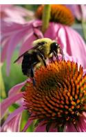 Bee on a Coneflower Journal: 150 page lined notebook/diary