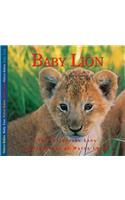 Baby Lion