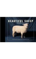 Beautiful Sheep Postcard Book