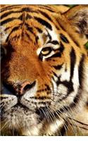 Tiger Notebook