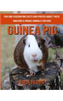Guinea pig