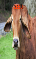 Zebu