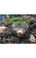 What’s Underground? Workbook