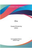 Ziva