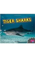 Tiger Sharks